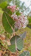 Asclepias humistrata, the sandhill milkweed aka pinewoods milkweed and pink-veined milkplant.