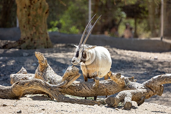 Arabian oryx Arabian oryx