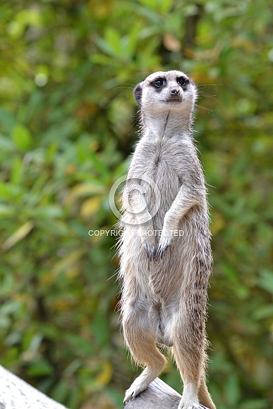 Meerkat Sentry