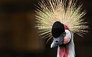 African Crowned Crane Side Profile Close Up
