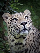 Persian Leopard