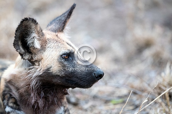 African Wild Dog