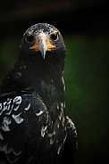 Verreaux's Eagle