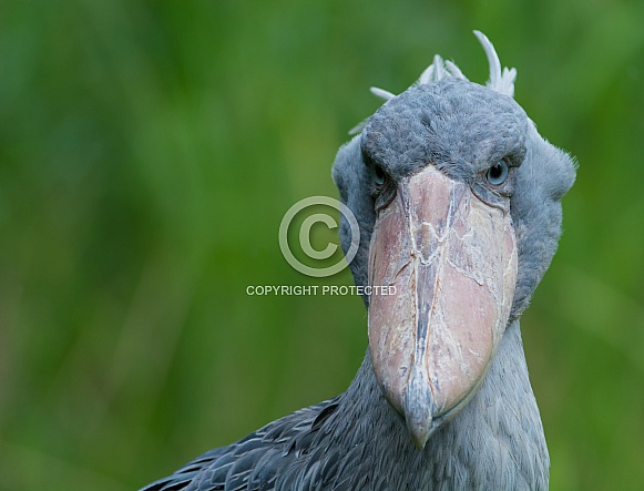 Shoebill