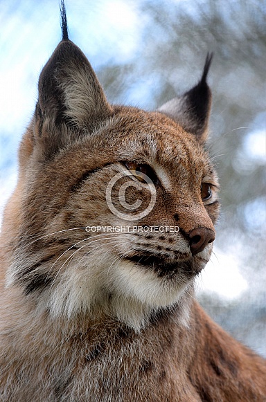 Eurasian Lynx