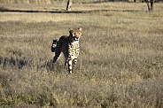 Cheetah 2 (Acinonyx jubatus)