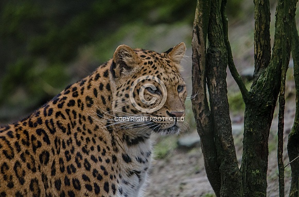 Leopard