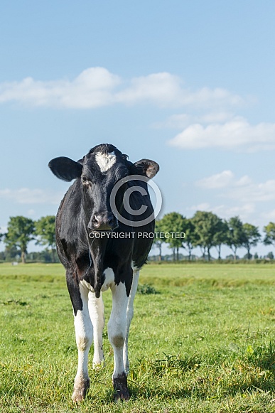 Dutch Cow and Cows