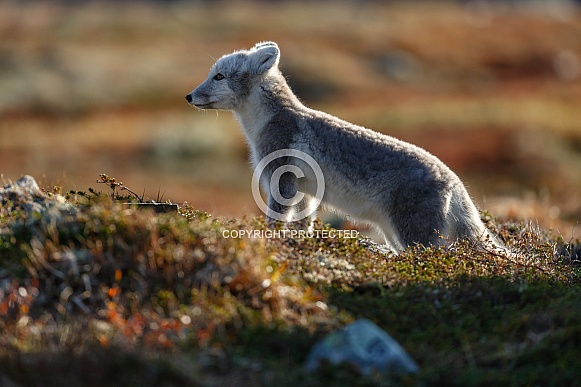 Arctic Fox Juvenile