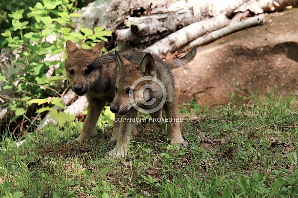 Wolf and Wolf Pups