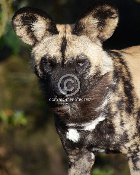 African Wild Dog