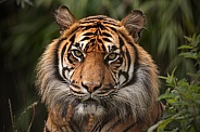 Sumatran Tiger Close Up Face Shot Looking At Camera