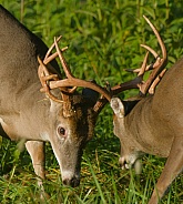 White tail deer