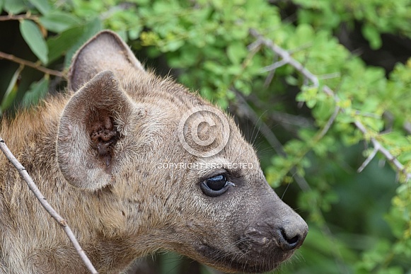 Hyena puppy