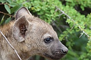Hyena puppy