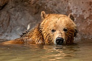 Brown Bear