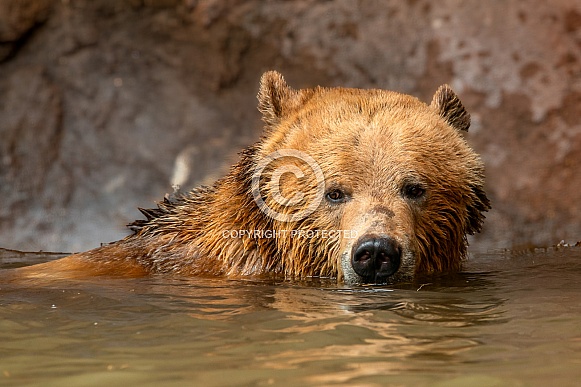 Brown Bear