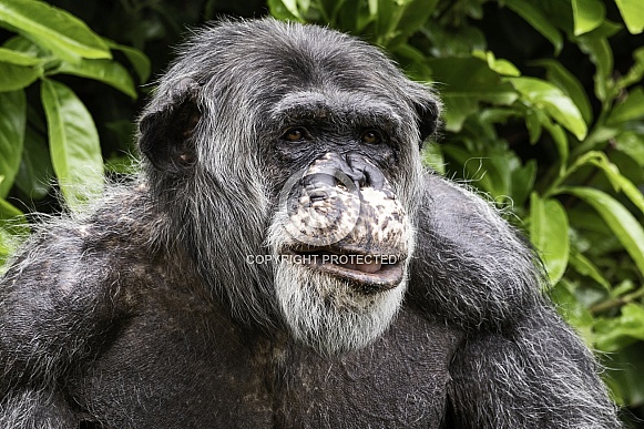 Chimpanzee Close Up Face Shot