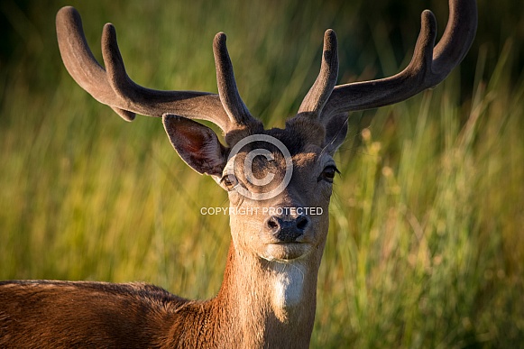 Deer in the dunes Deer in the dunes
