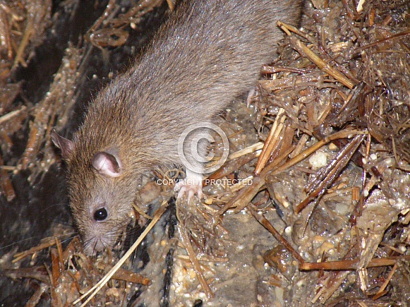 Wild Rat