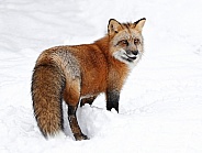 Red Fox