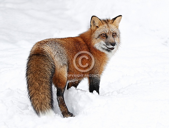 Red Fox