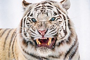 Angry white tiger?