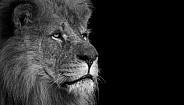African Lion Side Profile Black and White