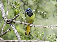 Green Jay