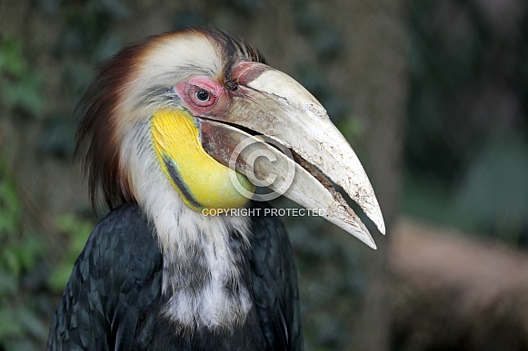 Wreathed hornbill (Rhyticeros undulatus)