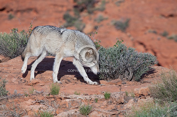 wolf, canis lupis wolf, canis lupis