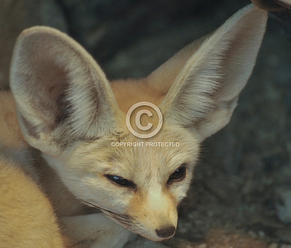 fennec fox