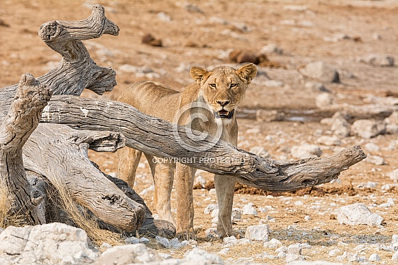 Female Lion