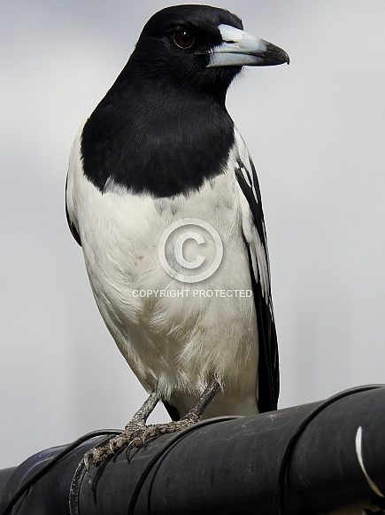 Butcherbird Butcherbird