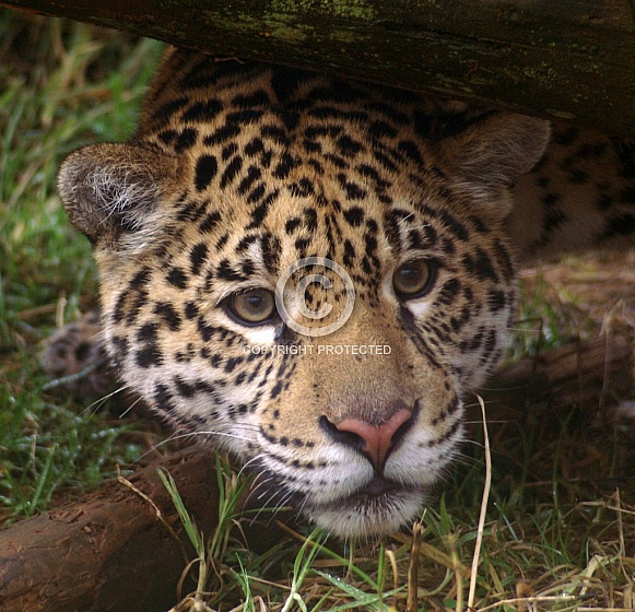 Jaguar