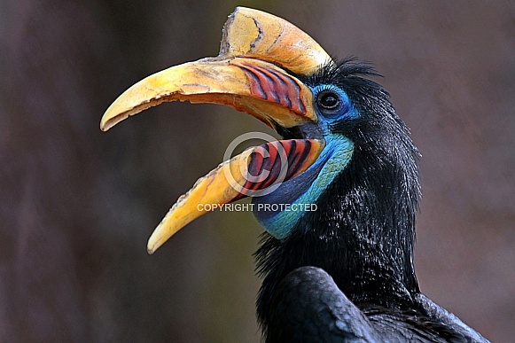 Hornbill Hornbill