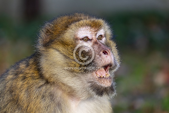 Barbary macaque