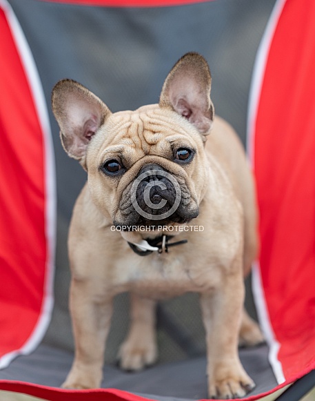French bulldog posing in a folding chair for a photo
