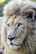 Portrait of a white lion