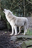 hudsonbay wolf