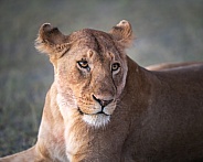 Lioness portrait at sunrise