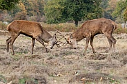Red deer