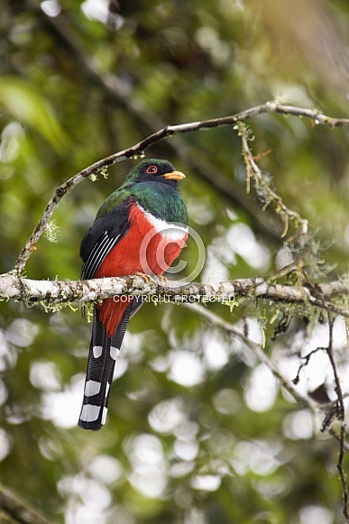 Masked Trogon - Mindo Cloud Forest - Ecuador Masked Trogon - Mindo Cloud Forest - Ecuador