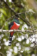 Masked Trogon - Mindo Cloud Forest - Ecuador