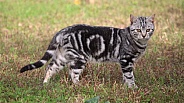 Young Grey Tabby Cat