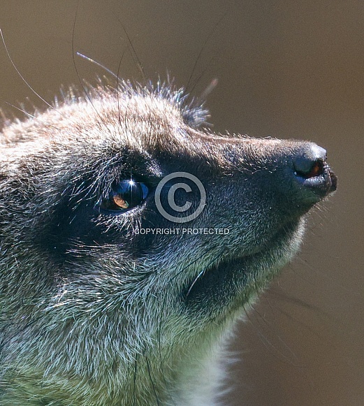 Meerkat Meerkat