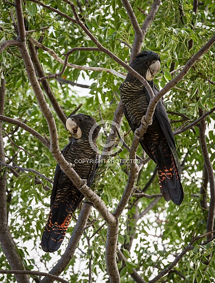 Red Tailed Black Cockatoo Couple Red Tailed Black Cockatoo Couple
