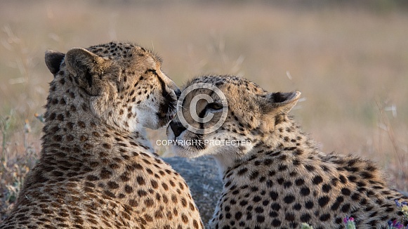 Cheetahs