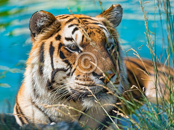 Amur Tiger