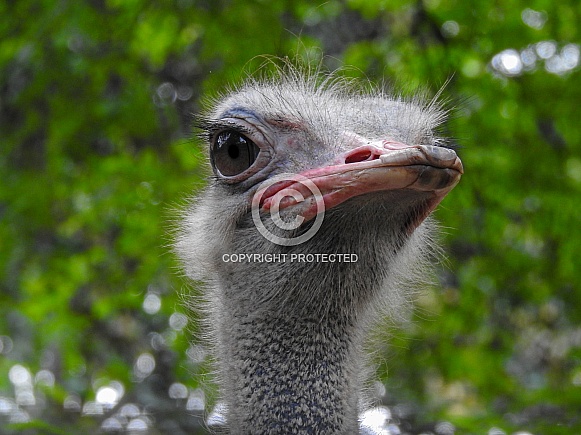 Ostrich